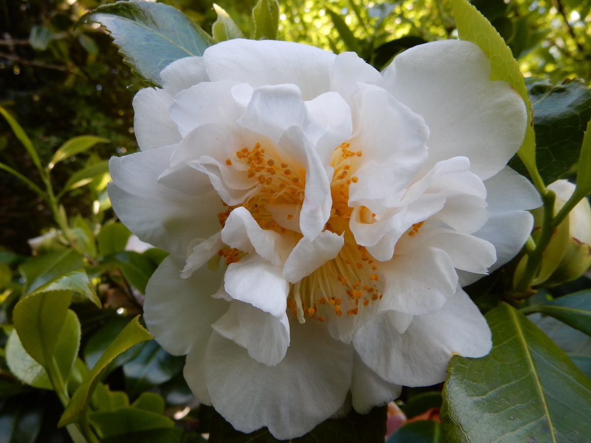 Scented Sun